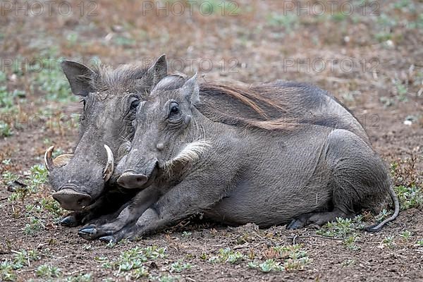 Common warthog