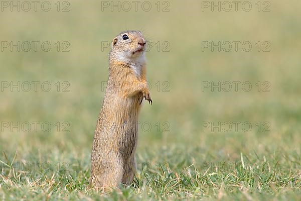 European ground squirrel