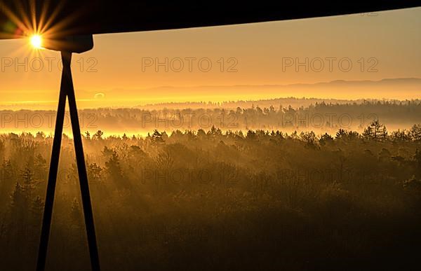 Misty whale in the sunrise