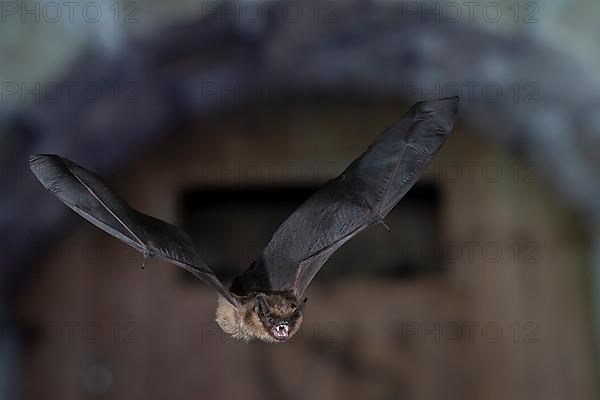 Serotine bat