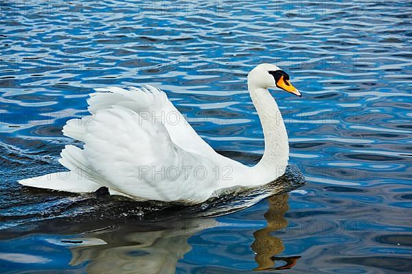 Mute Swan