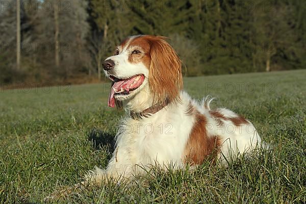 Hunting dog Irish Setter