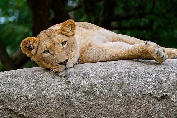 Young African lion