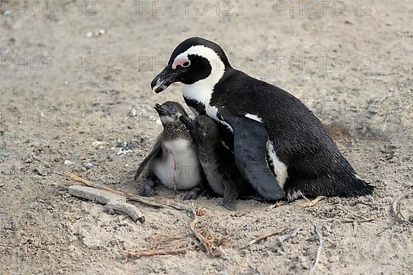 African penguin