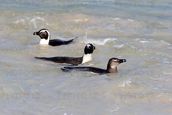 African penguin