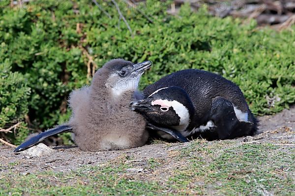 African penguin