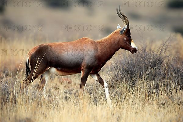 Bontebok