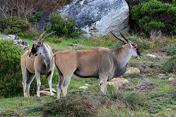 Common eland