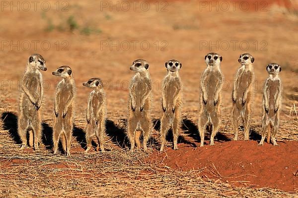 Meerkats