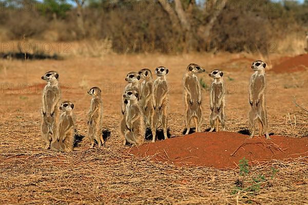 Meerkats