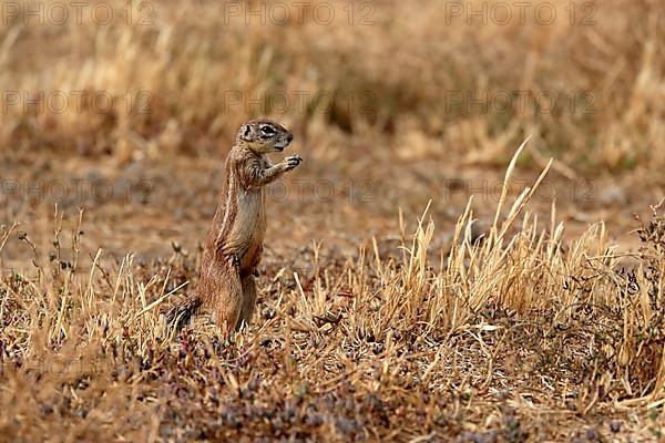 Cape ground squirrel