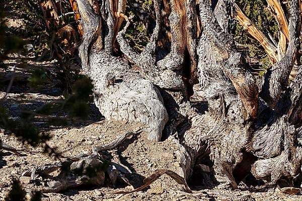 Gnarled tree trunk