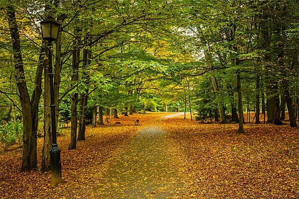 Alley in autumn park with yellow leaves on ground