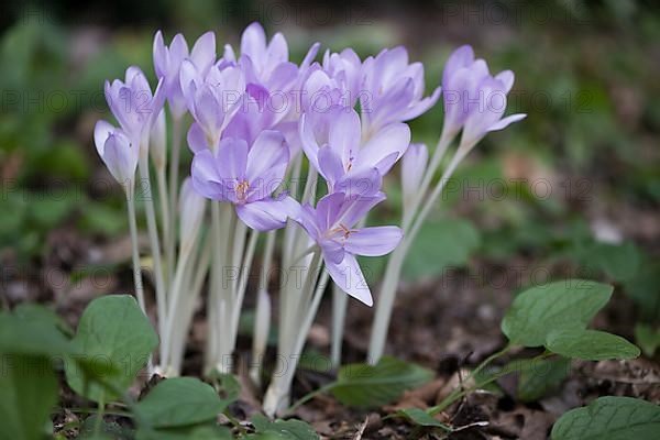 Meadow saffron