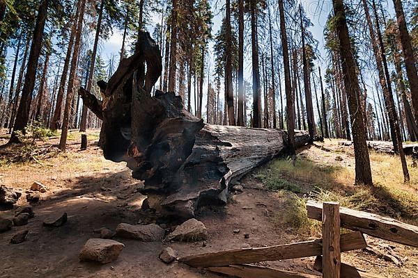 Charred sequoias