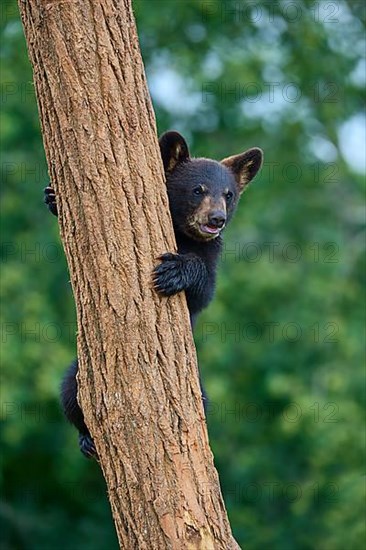 Black bear