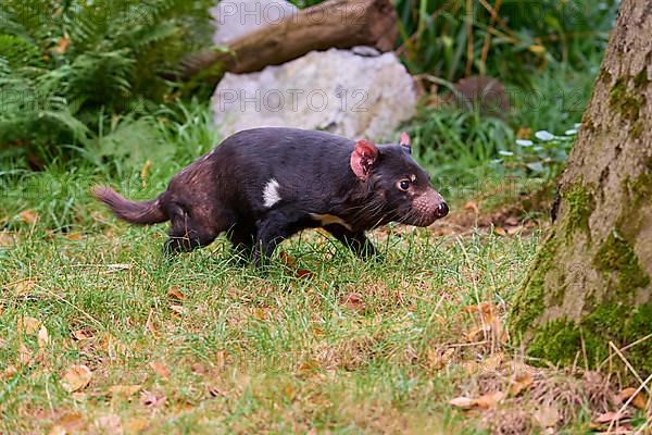 Tasmanian devil