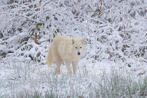 Arctic wolf