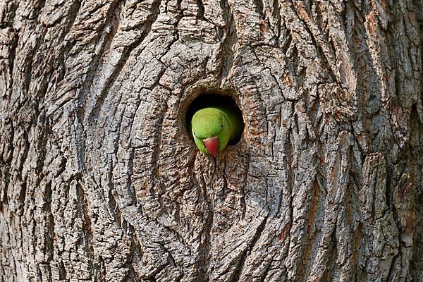 Rose-ringed parakeet