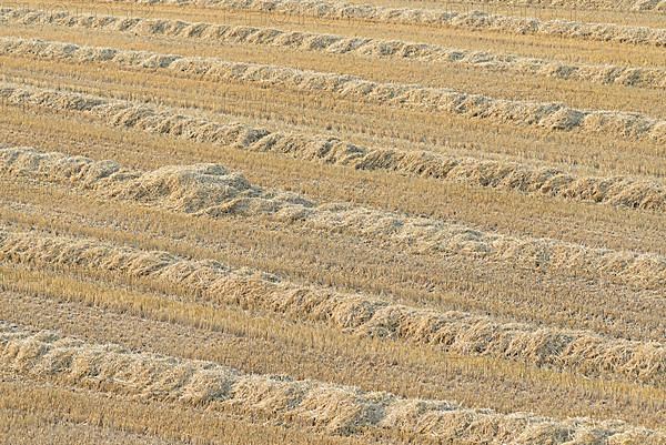 Grain field