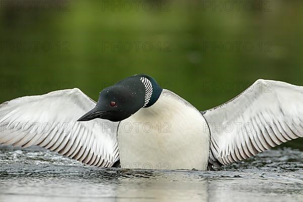 Common loon.