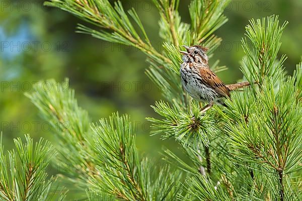 Song sparrow. Melospiza melodia. Adult male perched and singing -territorial song-