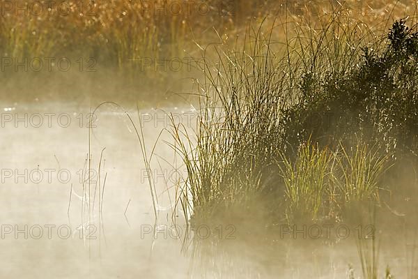 Marshland and mist at dawn