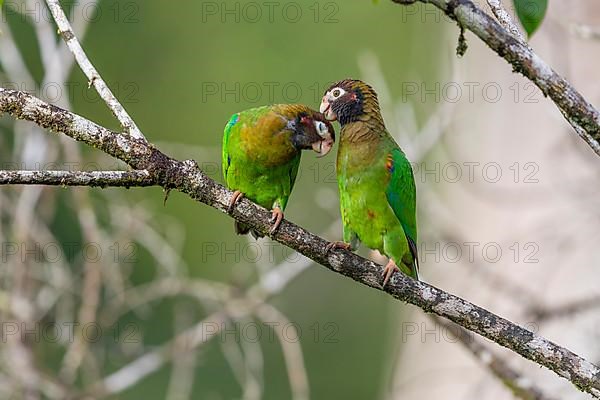 Brown-hooded parrot