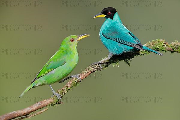 Green honeycreeper