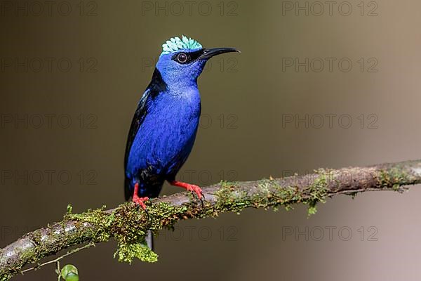 Turquoise Honeycreeper or Red-footed Honeycreeper