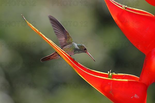 Rufous-tailed hummingbird