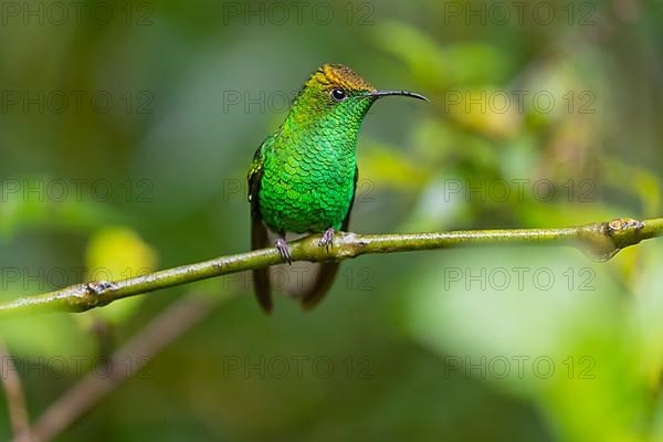 Coppery-headed emerald