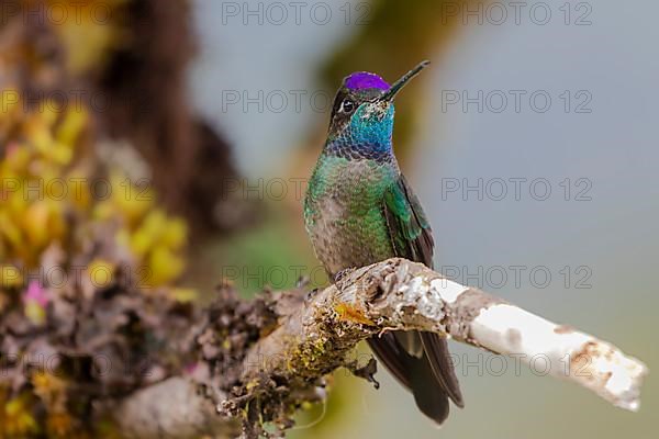 Talamanca hummingbird