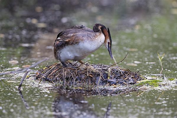 Great Crested Grebe