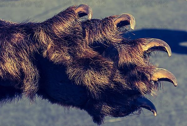 Black Bear Paw With sharp Claws in view