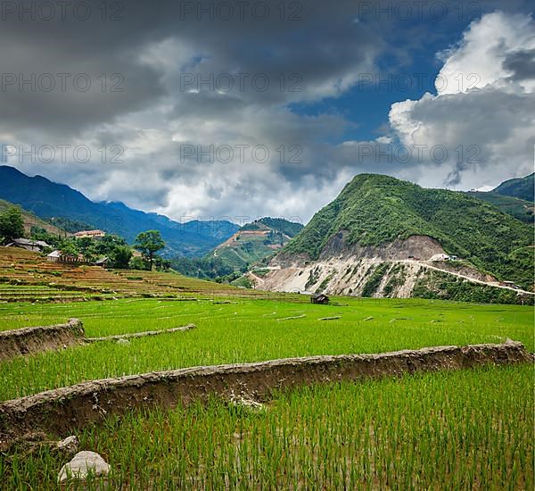 Rice field terraces