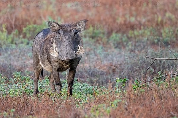 Common warthog