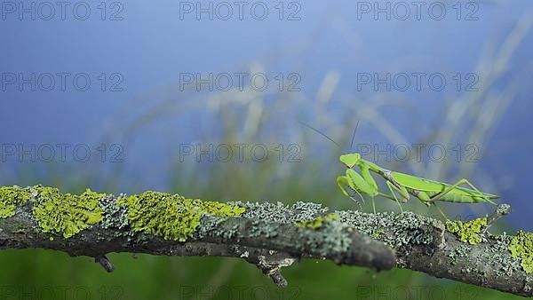 Green praying mantis sits on tree branch and looking at on camera lens on green grass and blue sky background. Transcaucasian tree mantis
