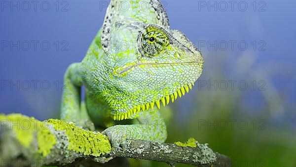 Close-up frontal portrait of adult green Veiled chameleon