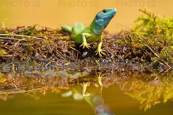 Western green lizard