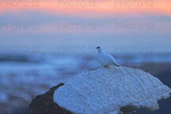 Rock Ptarmigan