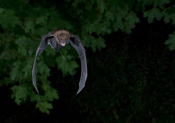 Common noctule