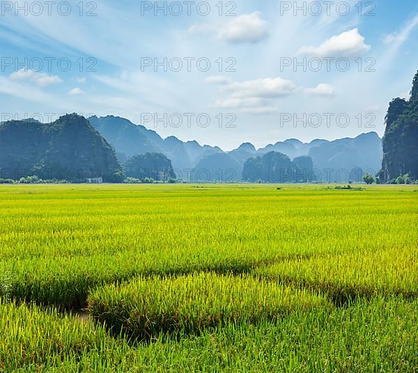 Rice field. Tam Coc