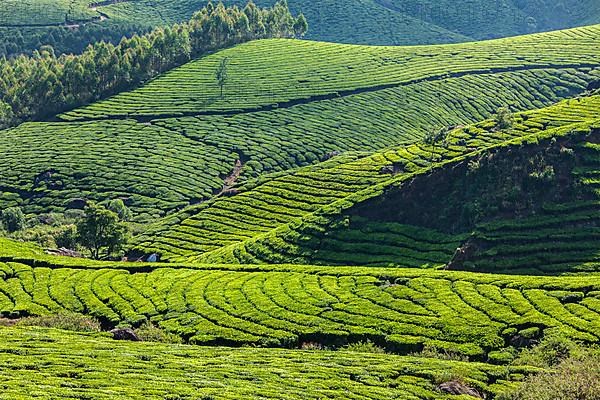 Kerala India travel background