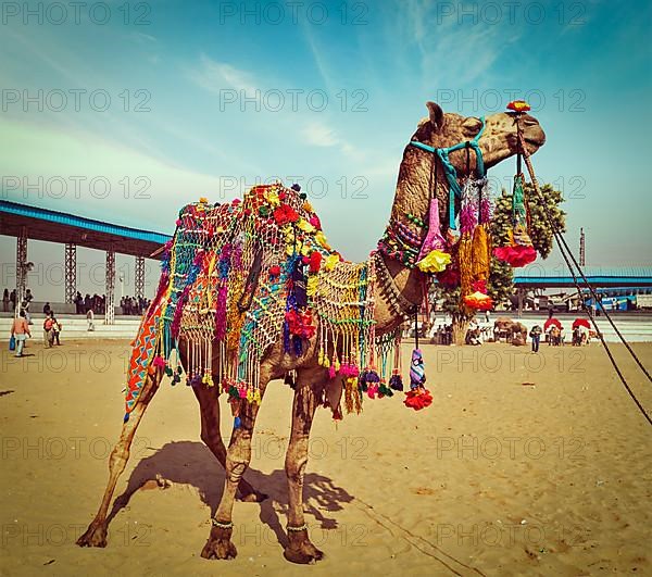 Vintage retro hipster style travel image of decorated camel at Pushkar Mela