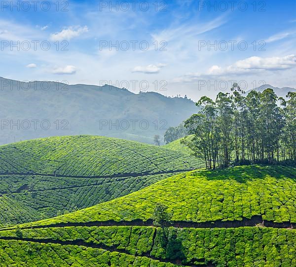 Tea plantations. Munnar