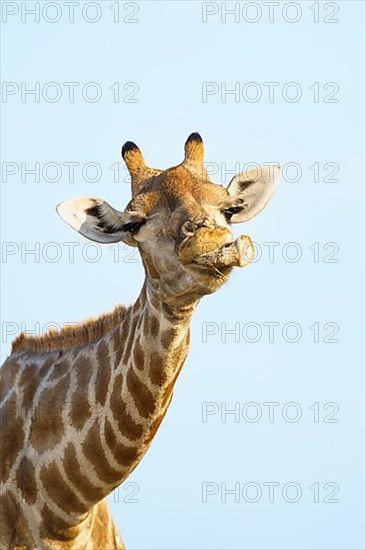 Giraffe