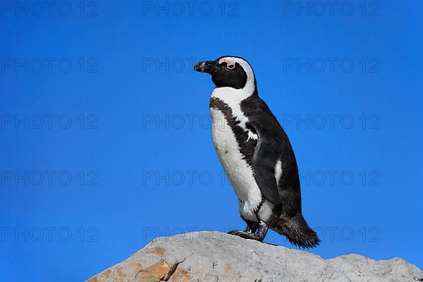 African penguin