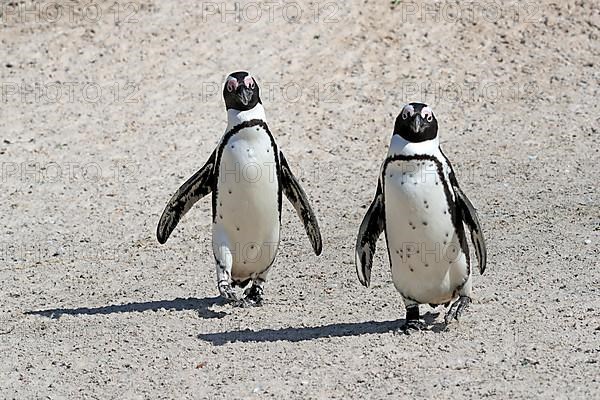 African penguin