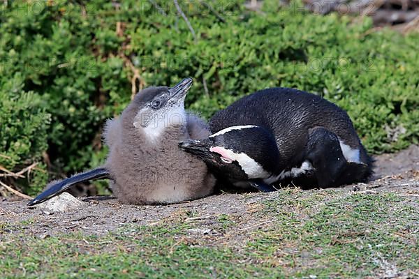 African penguin